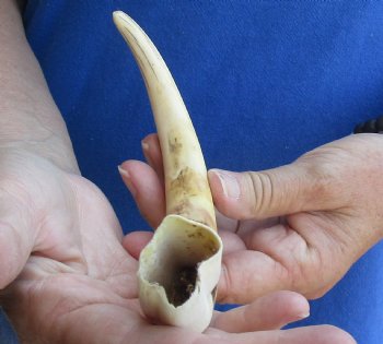 For Sale this 10 inch Warthog Tusk, Warthog Ivory from African Warthog - $49