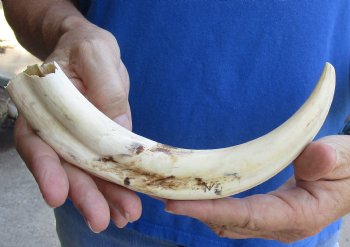 Checkout this 10 inch Warthog Tusk, Warthog Ivory from African Warthog - $49