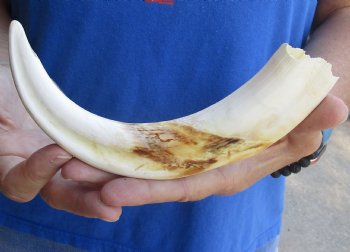  Real 10 inch Warthog Tusk, Warthog Ivory from African Warthog - $49