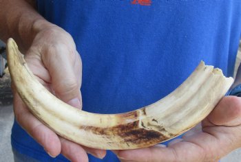  Real 10 inch Warthog Tusk, Warthog Ivory from African Warthog - $49