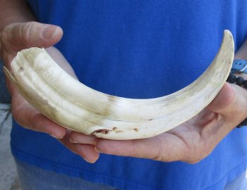 B-Grade 9" Ivory Tusk from African Warthog - $18