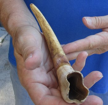 For Sale this B-Grade 9" Ivory Tusk from African Warthog - $18