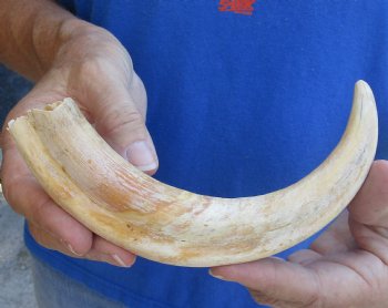 For Sale this B-Grade 9" Ivory Tusk from African Warthog - $18