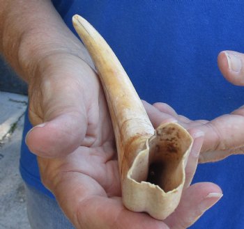 For Sale this B-Grade 9" Ivory Tusk from African Warthog - $18