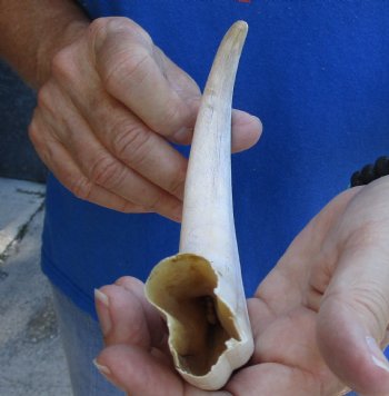 B-Grade 10" Ivory Tusk from African Warthog - $29