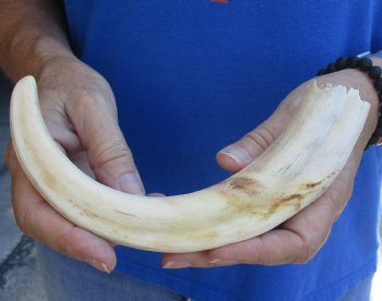 B-Grade 10" Ivory Tusk from African Warthog - $29