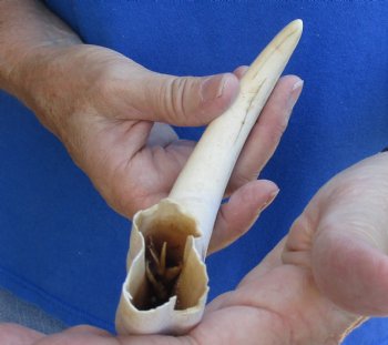 B-Grade 10" Ivory Tusk from African Warthog - $29