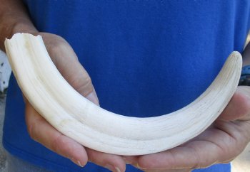 Available for sale this B-Grade 10" Ivory Tusk from African Warthog - $29