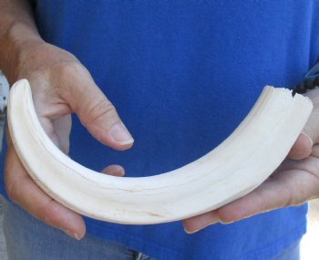 Available for sale this B-Grade 10" Ivory Tusk from African Warthog - $29