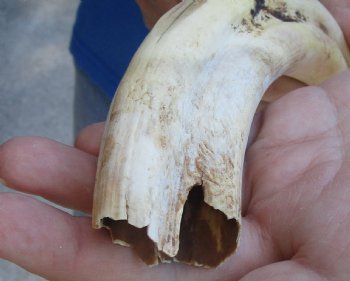 B-Grade 9" Ivory Tusk from African Warthog for horn craft  - $18