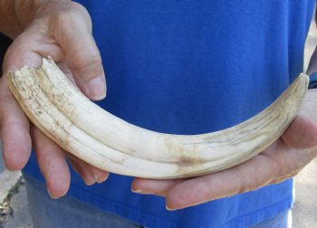 B-Grade 9" Ivory Tusk from African Warthog for horn craft  - $18