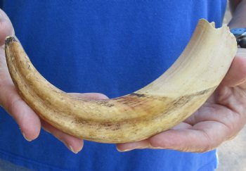 B-Grade 9" Ivory Tusk from African Warthog for horn craft  - $18