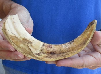 B-Grade 9" Ivory Tusk from African Warthog for horn craft  - $18