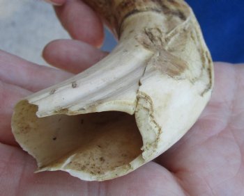 B-Grade 9" Ivory Tusk from African Warthog for horn craft  - $18