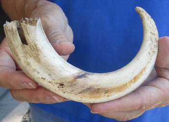 B-Grade 9" Ivory Tusk from African Warthog, buy now for  - $18