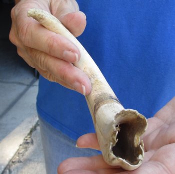 B-Grade 9" Ivory Tusk from African Warthog, buy now for  - $18