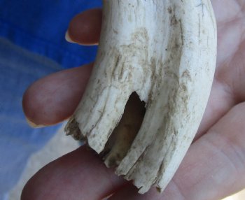 B-Grade 9" Ivory Tusk from African Warthog, buy now for  - $18