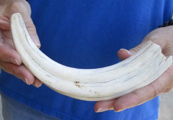 B-Grade 9" Ivory Tusk from African Warthog, buy now for  - $18