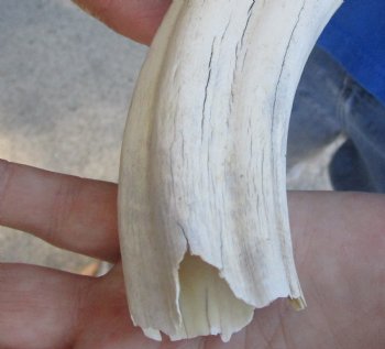 B-Grade 9" Ivory Tusk from African Warthog, buy now for  - $18