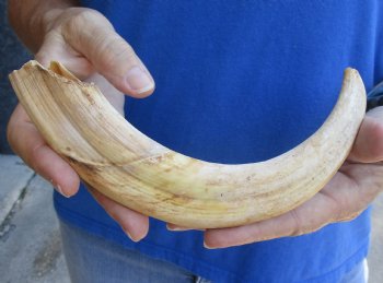 B-Grade 9" Ivory Tusk from African Warthog for sale - $18