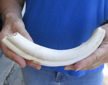 B-Grade 9" Ivory Tusk from African Warthog for sale - $18