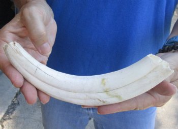 B-Grade 9" Ivory Tusk from African Warthog for sale - $18