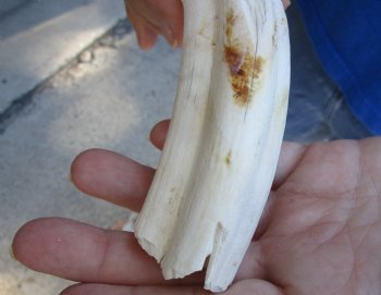 B-Grade 9" Ivory Tusk from African Warthog for sale - $18