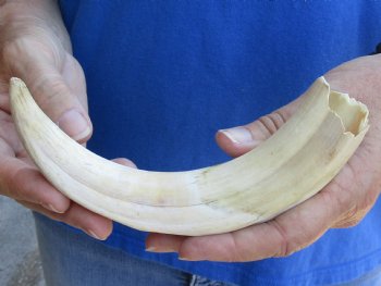 B-Grade 9" Ivory Tusk from African Warthog for sale - $18