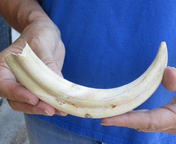 B-Grade 9" Ivory Tusk from African Warthog for sale - $18