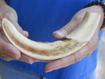 Buy this 8 inch Warthog Tusk, Warthog Ivory from African Warthog for $24