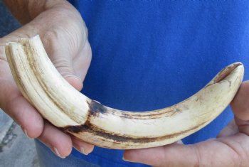 Buy this 8 inch Warthog Tusk, Warthog Ivory from African Warthog for $24