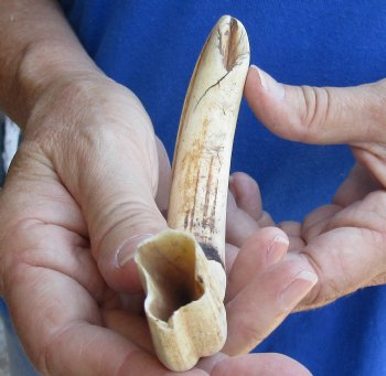 Buy this 8 inch Warthog Tusk, Warthog Ivory from African Warthog for $24