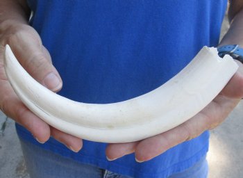 B-Grade 9" Ivory Tusk from African Warthog for sale - $18