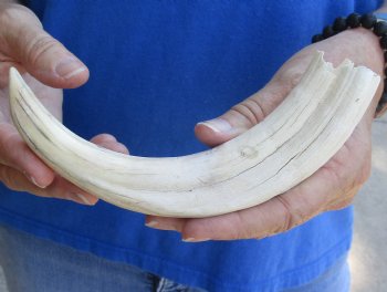 B-Grade 9" Ivory Tusk from African Warthog - $18