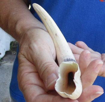 B-Grade 9" Ivory Tusk from African Warthog - $18