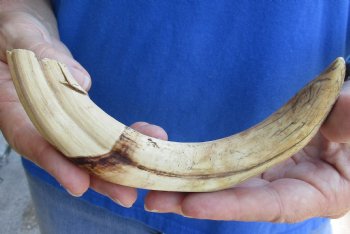 B-Grade 9" Ivory Tusk from African Warthog - $18