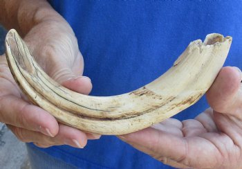 B-Grade 9" Ivory Tusk from African Warthog - $18