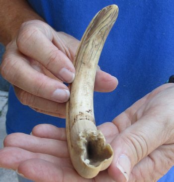 B-Grade 9" Ivory Tusk from African Warthog - $18