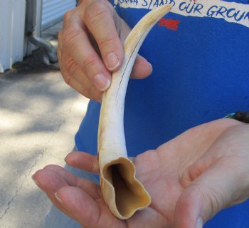 Buy this B-Grade 10" Ivory Tusk from African Warthog - $29