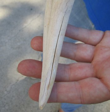 Buy this B-Grade 10" Ivory Tusk from African Warthog - $29