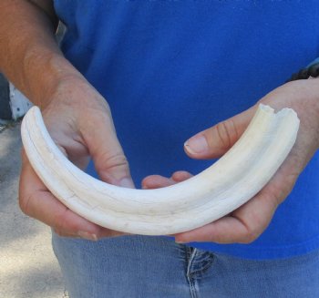 Buy this B-Grade 10" Ivory Tusk from African Warthog - $29