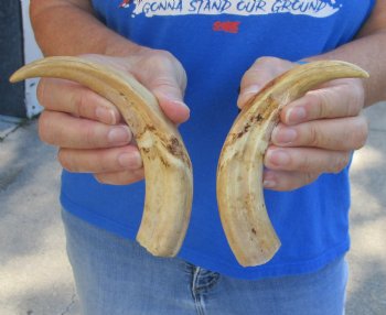 Matching pair of 7 inch Warthog Tusks - For Sale for $29/pair