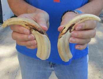 Matching pair of 7 inch Real Warthog Tusks - For Sale for $29/pair