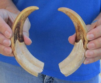 Buy Now - Matching pair of 7 inch Authentic Warthog Tusks For Sale for $29/pair