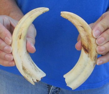 Matching pair of 7 inch Warthog Tusks - For Sale for $29/pair