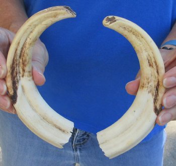 Matching pair of 8 inch Real Warthog Tusks - For Sale for $47/pair