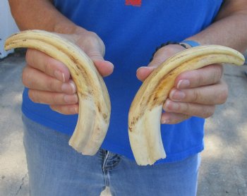 Matching pair of 8 inch Real Warthog Tusks - For Sale for $47/pair