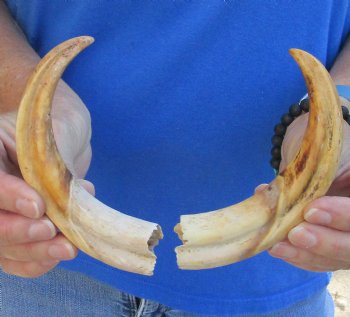 Buy Now - Matching pair of 7 inch Authentic Warthog Tusks For Sale for $29/pair