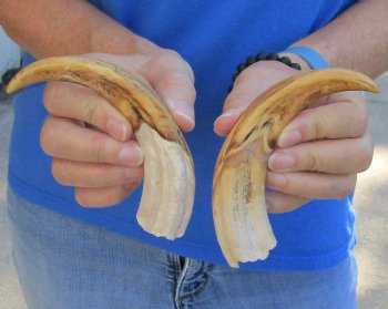 Buy Now - Matching pair of 7 inch Authentic Warthog Tusks For Sale for $29/pair