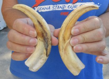 Authentic Matching pair of 7 inch Warthog Tusks - $29/pair